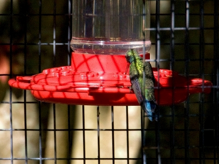 Broad-billed Hummingbird